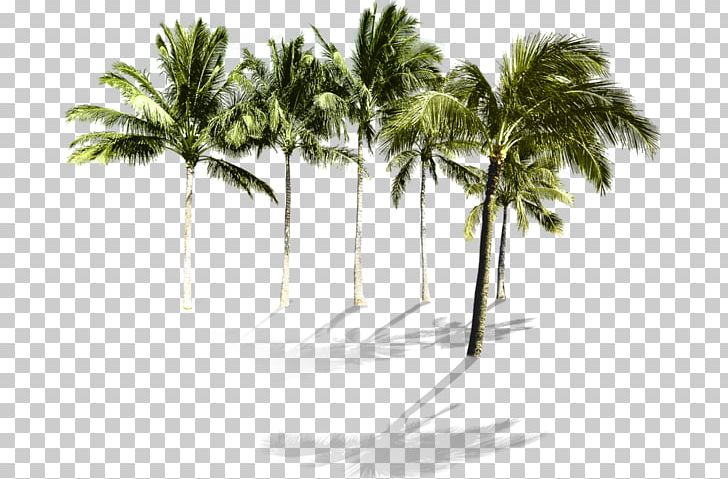 Coconut Grove Arecaceae Hotel PNG, Clipart, Arecaceae, Arecales, Beach, Bobbi Brown, Borassus Flabellifer Free PNG Download