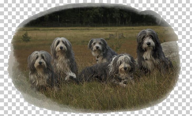 Dandie Dinmont Terrier Otterhound Tibetan Terrier Glen Petit Basset Griffon Vendéen PNG, Clipart, Bearded Collie, Bread Pan, Breed, Carnivoran, Collie Free PNG Download