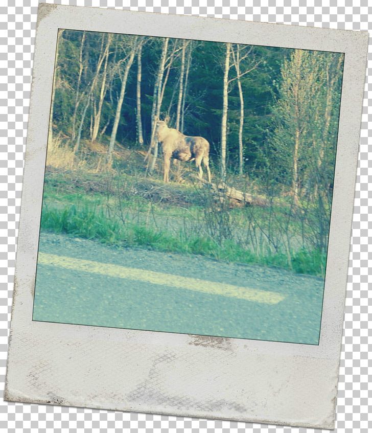 Deer Fauna Frames Wildlife PNG, Clipart, Animals, Deer, Fauna, Grass, Picture Frame Free PNG Download