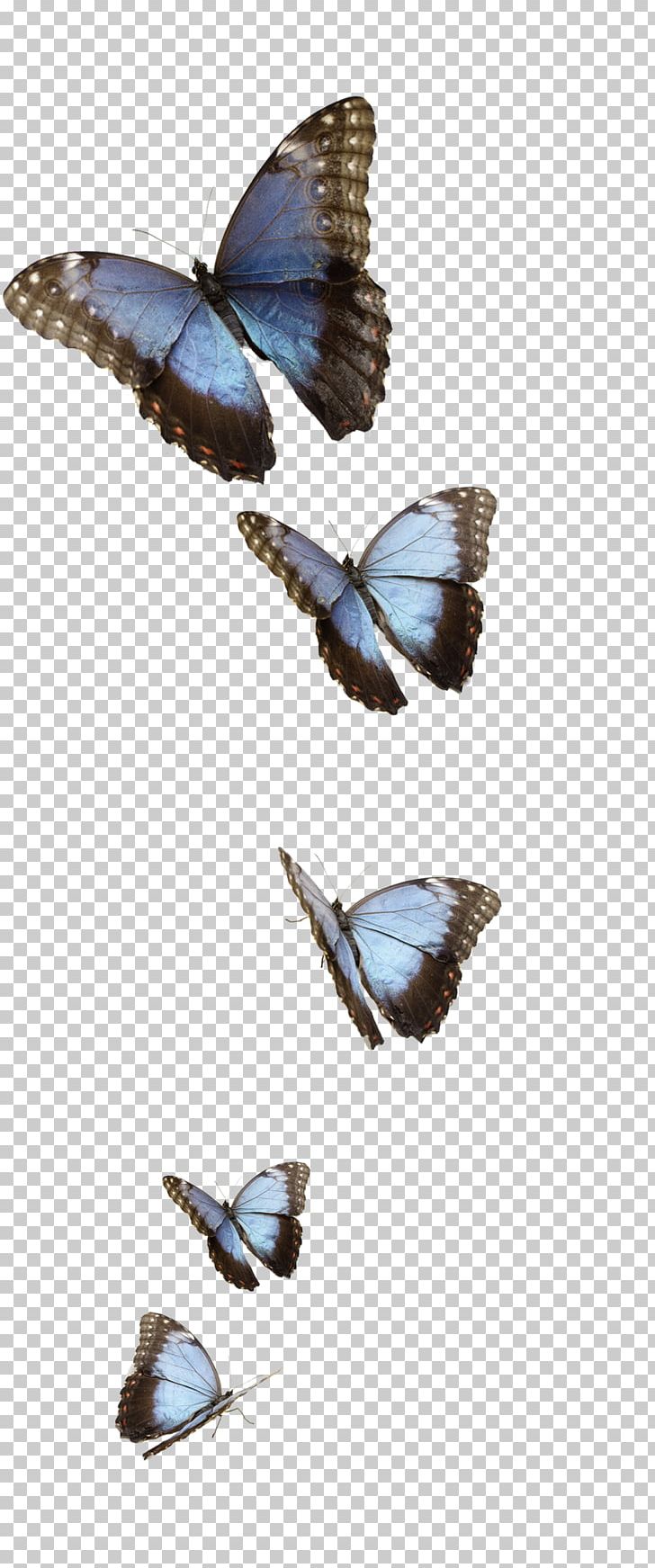 Monarch Butterfly Morpho Peleides Moth Insect PNG, Clipart, Animal, Arthropod, Blue, Brush Footed Butterfly, Butterflies And Moths Free PNG Download