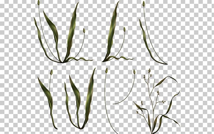 Grasses Plant Stem Advertising PNG, Clipart, 2017, Advertising, Black, Black And White, Branch Free PNG Download