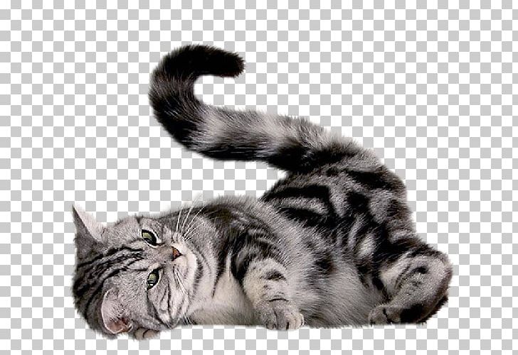 Kitten Persian Cat Felidae Munchkin Cat PNG, Clipart, American Shorthair, Animals, Black Cat, Carnivoran, Cat Free PNG Download