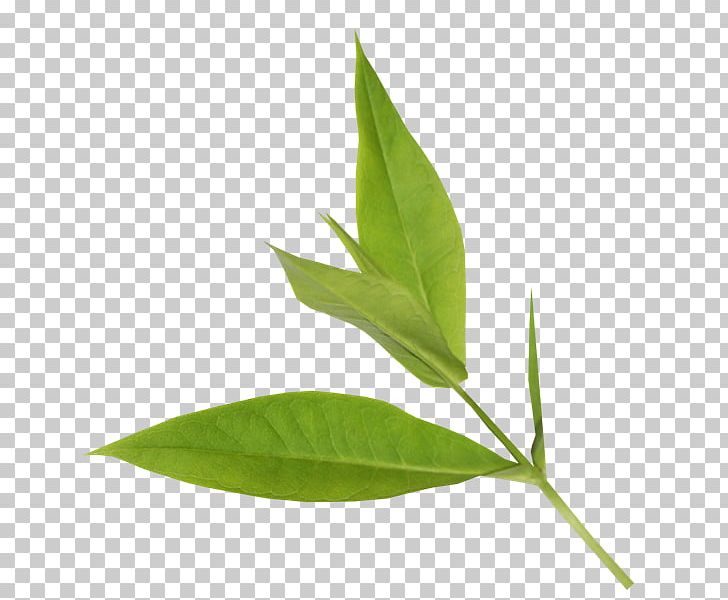 Leaf Blog Plant Stem PNG, Clipart, Autumn, Blog, Dream, Eloise, Herb Free PNG Download
