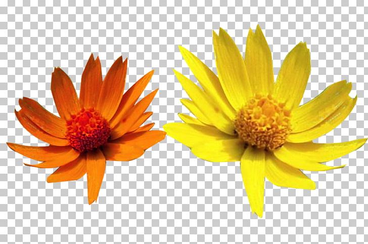 Xerochrysum Bracteatum Yellow Orange PNG, Clipart, Chrysanthemum Vector, Chrysanths, Color, Daisy Family, Flower Free PNG Download