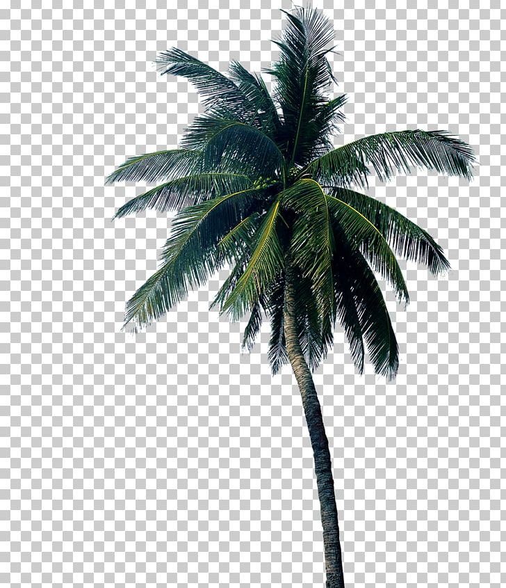 Coconut Asian Palmyra Palm House Arecaceae PNG, Clipart, Arecaceae, Arecales, Asian Palmyra Palm, Attalea Speciosa, Borassus Flabellifer Free PNG Download