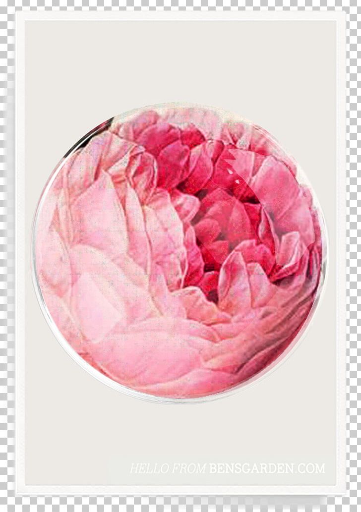 Garden Roses Ben's Garden Centifolia Roses Decoupage PNG, Clipart,  Free PNG Download