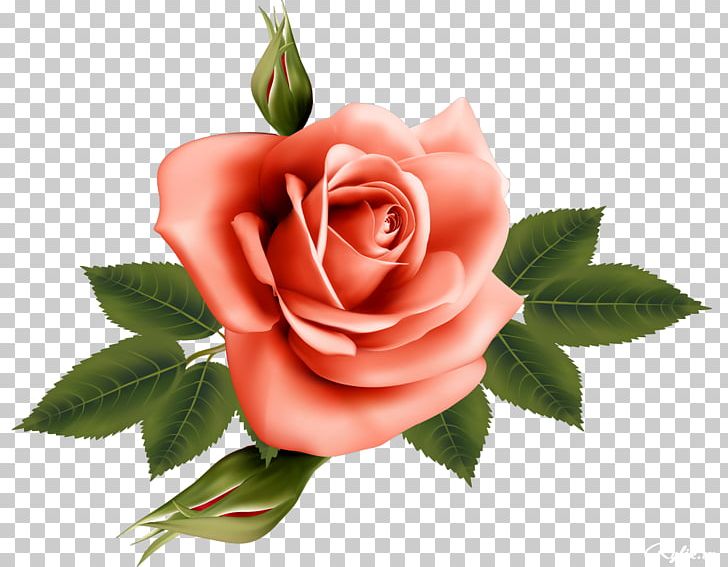 Garden Roses Flower PNG, Clipart, Beautiful, Cut Flowers, Digital Image, Encapsulated Postscript, Floristry Free PNG Download