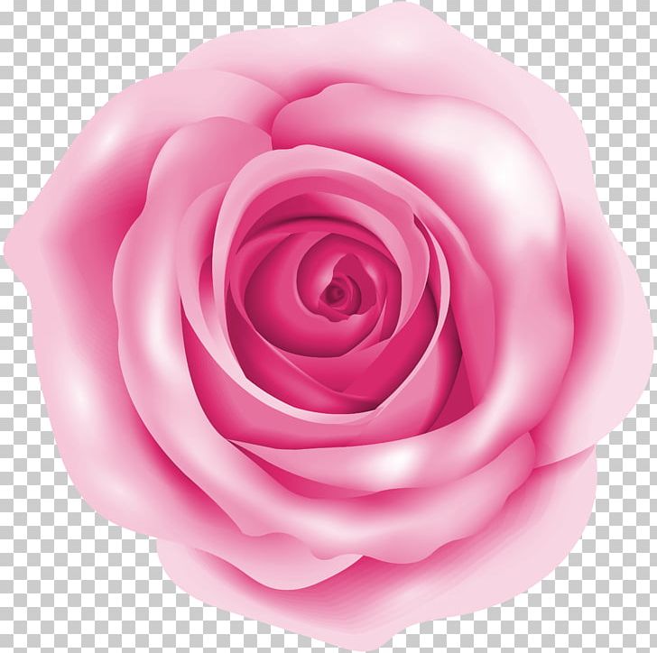 Rose Pink PNG, Clipart, Art, Clip Art, Clipart, Closeup, Color Free PNG Download