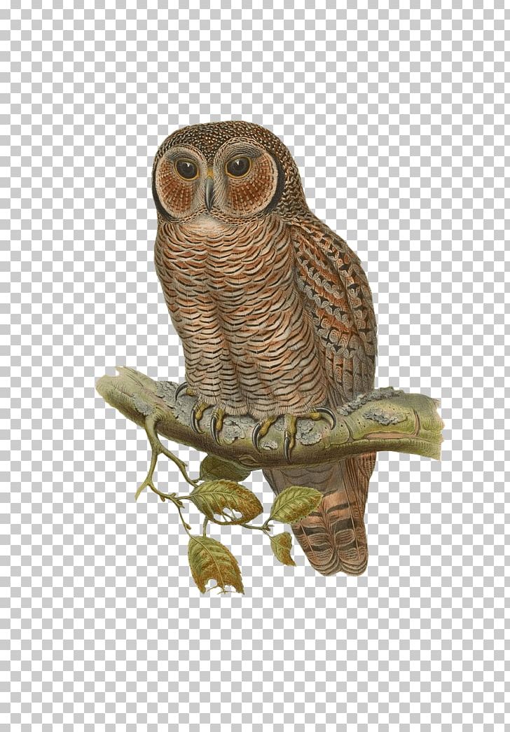 Snowy Owl Bird Eurasian Eagle-owl PNG, Clipart, Animals, Barn Owl, Beak, Bird, Bird Of Prey Free PNG Download