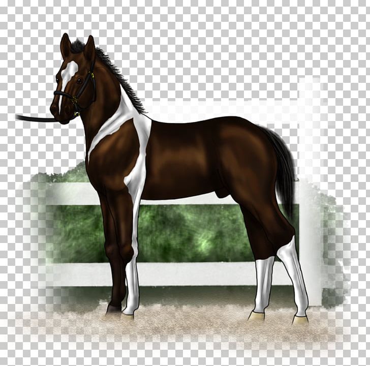 Stallion Hunt Seat Mustang Rein Mare PNG, Clipart, Bit, Bridle, English Riding, Equestrian, Equestrian Sport Free PNG Download