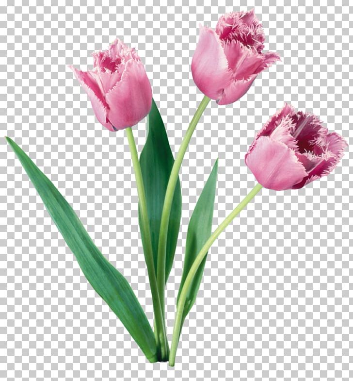 Tulip Flower Bouquet Bulb PNG, Clipart, Art, Artificial Flower, Balloon Cartoon, Boy Cartoon, Cartoon Free PNG Download