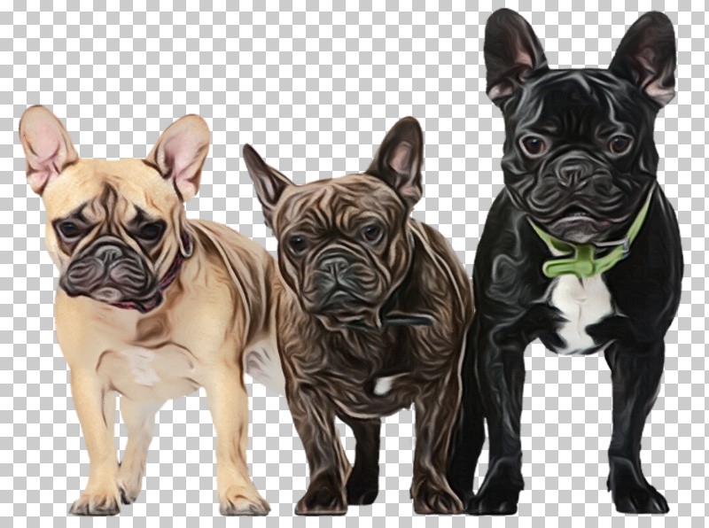 French Bulldog PNG, Clipart, Breed, Bulldog, Bulldog Type, Companion Dog, Dog Free PNG Download