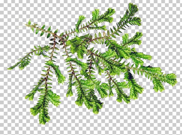 Fir Burknar Fern Leaf Plants PNG, Clipart, Autumn Leaf Color, Branch, Burknar, Conifer, Evergreen Free PNG Download