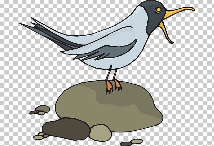 Gulls Bird PNG, Clipart, Animals, Artwork, Beak, Bird, Blog Free PNG Download