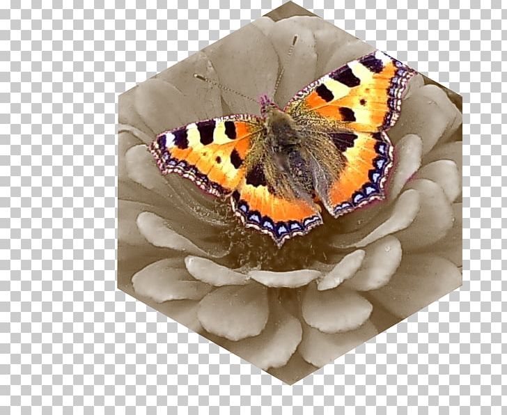 Monarch Butterfly Brush-footed Butterflies Tiger Milkweed Butterflies PNG, Clipart, Arthropod, Brush Footed Butterfly, Butterfly, Flower, Insect Free PNG Download