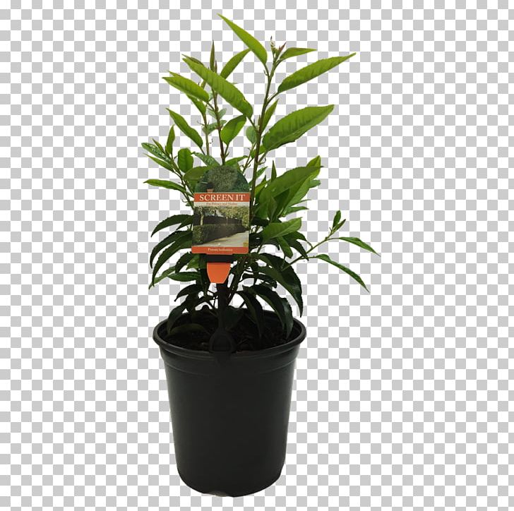 Portuguese Laurel Tree Bay Laurel Evergreen Shrub PNG, Clipart, Appearin Co Telenor Digital As, Bay Laurel, Evergreen, Flower, Flowerpot Free PNG Download