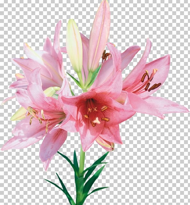 Flower PNG, Clipart, Amaryllis Belladonna, Amaryllis Family, Cut Flowers, Description, Desktop Wallpaper Free PNG Download