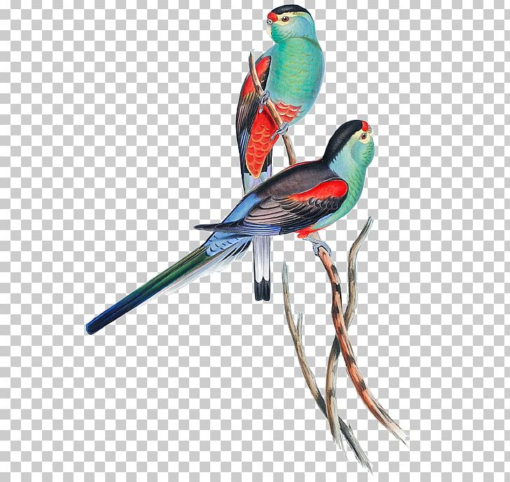 Paradise Parrot The Birds Of Australia Parakeet PNG, Clipart, Animals, Art, Authorization, Beak, Bird Free PNG Download