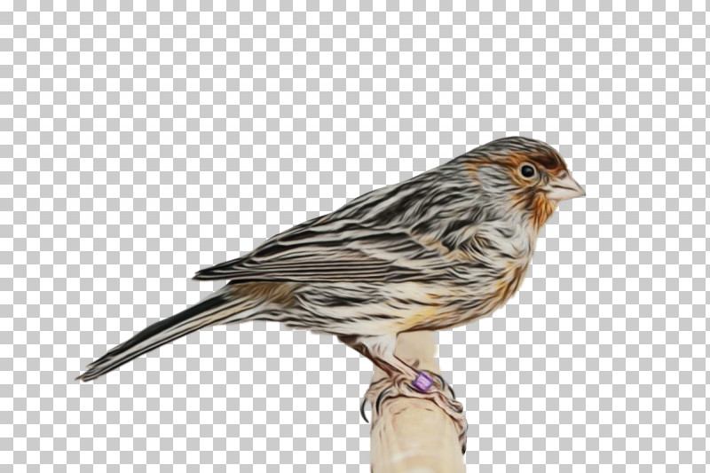 Feather PNG, Clipart, Beak, Birds, Brambling, Emberiza, Feather Free PNG Download