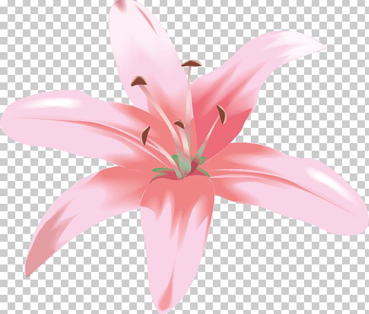 Flower Graphics Easter Lily Madonna Lily PNG, Clipart, Closeup, Cut Flowers, Easter Lily, Eckhart Tolle, Fleurdelis Free PNG Download