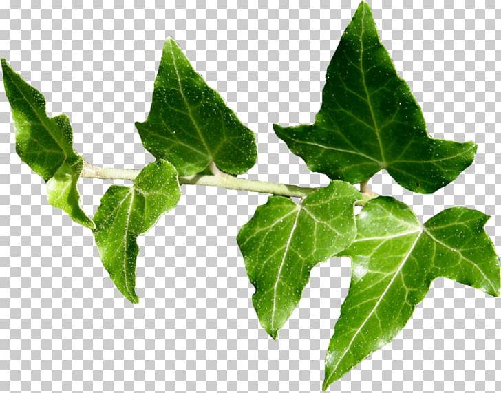 Ivy Plant Leaf PNG, Clipart, Blog, Branch, Download, Flower, Food Drinks Free PNG Download