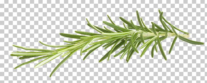 Rosemary Herb Lemon Chicken PNG, Clipart, Allow, Branch, Castor, Castor Oil, Grass Free PNG Download