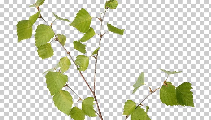 Stock Photography Birch PNG, Clipart, Birch, Branch, Deciduous, Depositphotos, Leaf Free PNG Download