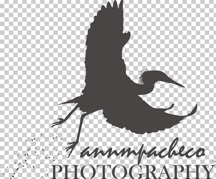 Beak Logo Bird Fauna Font PNG, Clipart, Animals, Beak, Bird, Black And White, Brand Free PNG Download