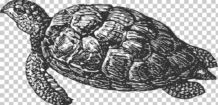 Box Turtles Tortoise Loggerhead Sea Turtle Snapping Turtles PNG, Clipart, Animal, Animals, Awkward Turtle, Black And White, Blog Free PNG Download