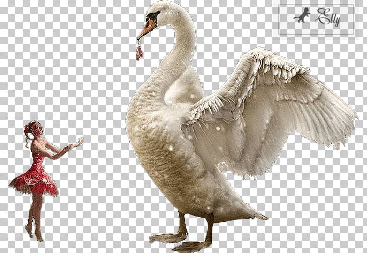 Duck .nl JouwWeb Feather Night PNG, Clipart, Animals, Beak, Bird, Duck, Ducks Geese And Swans Free PNG Download