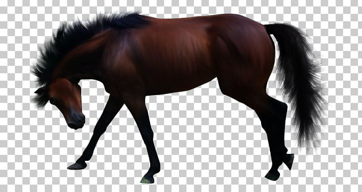 Pintabian Mane Drawing PNG, Clipart, Animal, Animal Figure, Bridle, Cheval, Colt Free PNG Download