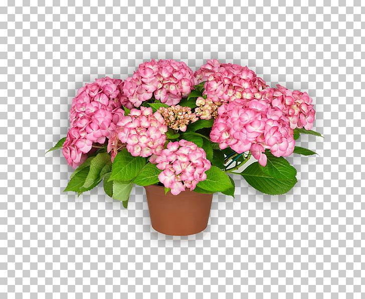 Saxony French Hydrangea Pink Flower PNG, Clipart, Annual Plant, Blue, Cornales, Cut Flowers, Flower Free PNG Download
