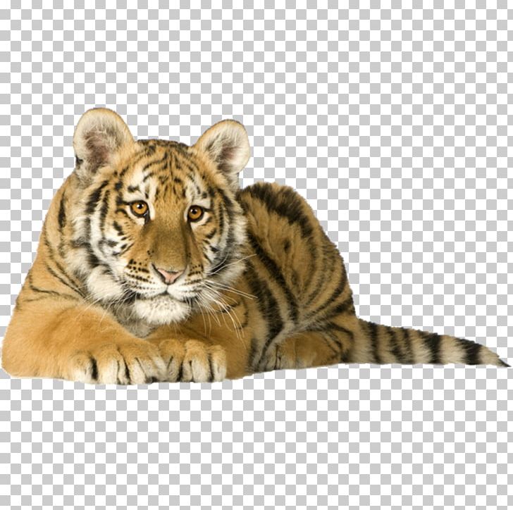 Siberian Tiger Kitten Cat Bengal Tiger Felidae PNG, Clipart, Animal, Animals, Bengal Tiger, Big Cat, Big Cats Free PNG Download