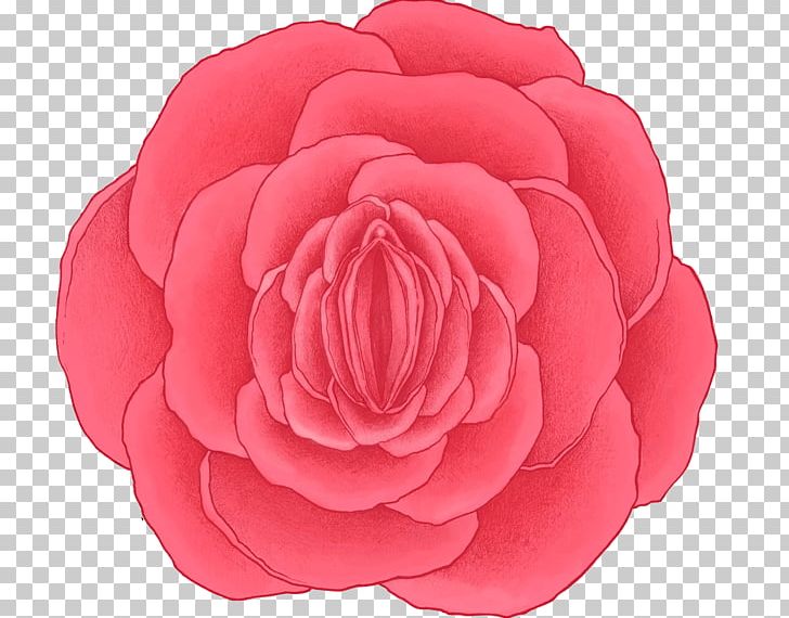 Vagina Vulva YouTube Garden Roses Yoni PNG, Clipart, Camellia, Clitoris, Cut Flowers, Erectile Dysfunction, Flower Free PNG Download