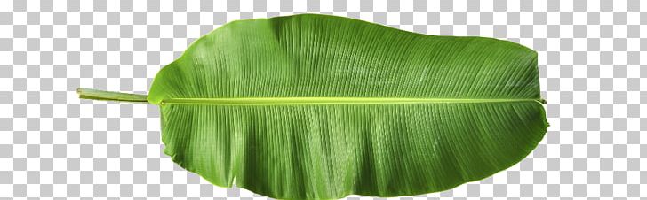 Banana Leaf PNG, Clipart, Banana, Banana Leaf, Banana Leaves, Grass, Green Free PNG Download