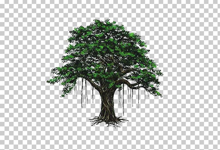 Bodhi Tree PNG, Clipart, Big, Big Tree, Bodhi, Branch, Christmas Tree Free PNG Download