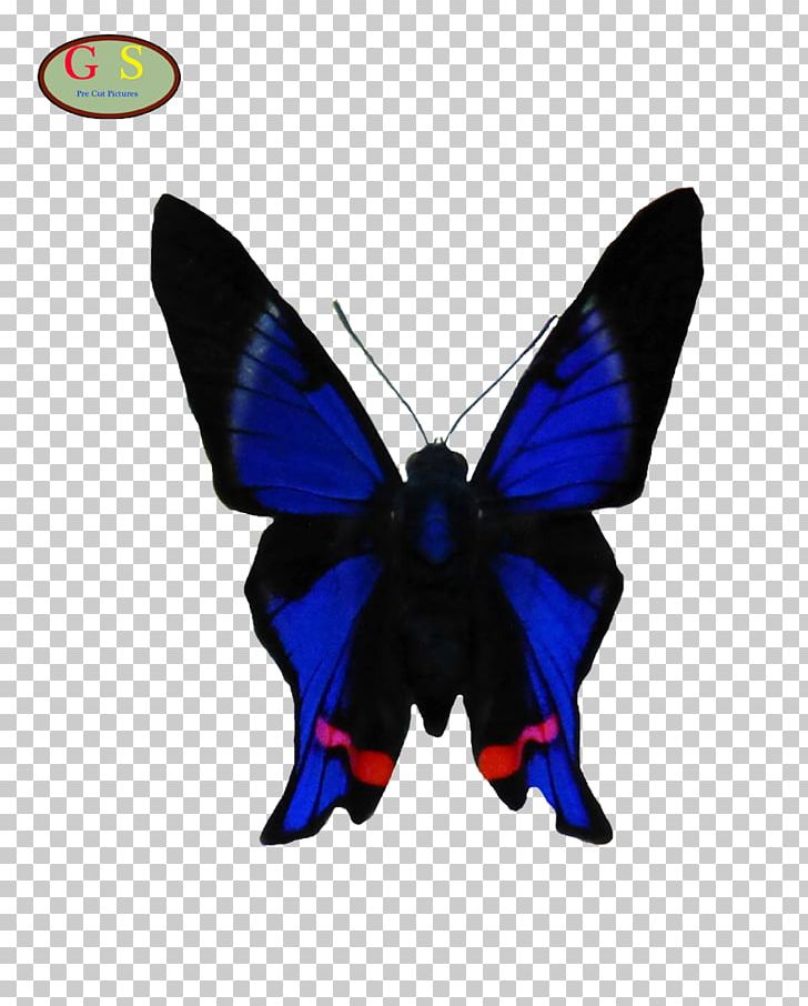 Brush-footed Butterflies Butterfly Moth PNG, Clipart, Brush Footed Butterfly, Butterflies And Moths, Butterfly, Cobalt, Cobalt Blue Free PNG Download