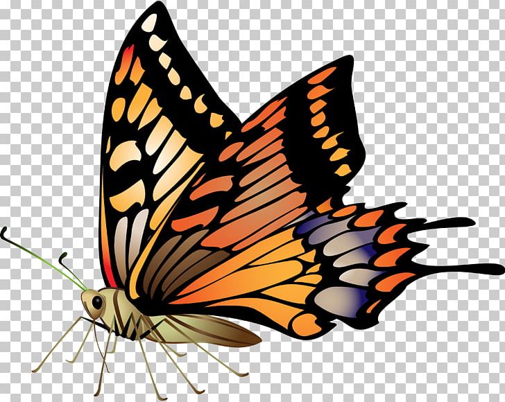 Butterfly Drawing PNG, Clipart, Animals, Arthropod, Brush Footed Butterfly, Butterfly, Download Free PNG Download