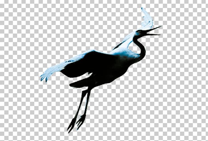 Crane Bird Flight PNG, Clipart, Animal, Beak, Bird, Black White, Crane Free PNG Download
