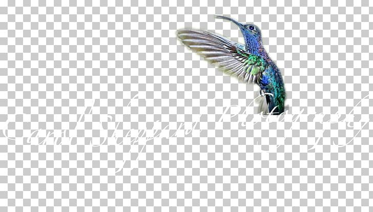 Insect Wing Feather Body Jewellery Hummingbird M PNG, Clipart, Animals, Beak, Bird, Body Jewellery, Body Jewelry Free PNG Download