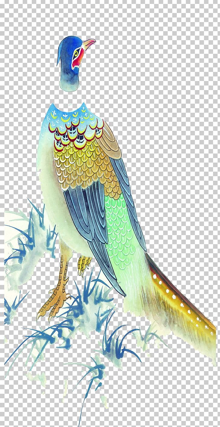 Peafowl Blue Peacock Illustration PNG, Clipart, Animal, Animals, Bird, Blue, Cartoon Free PNG Download