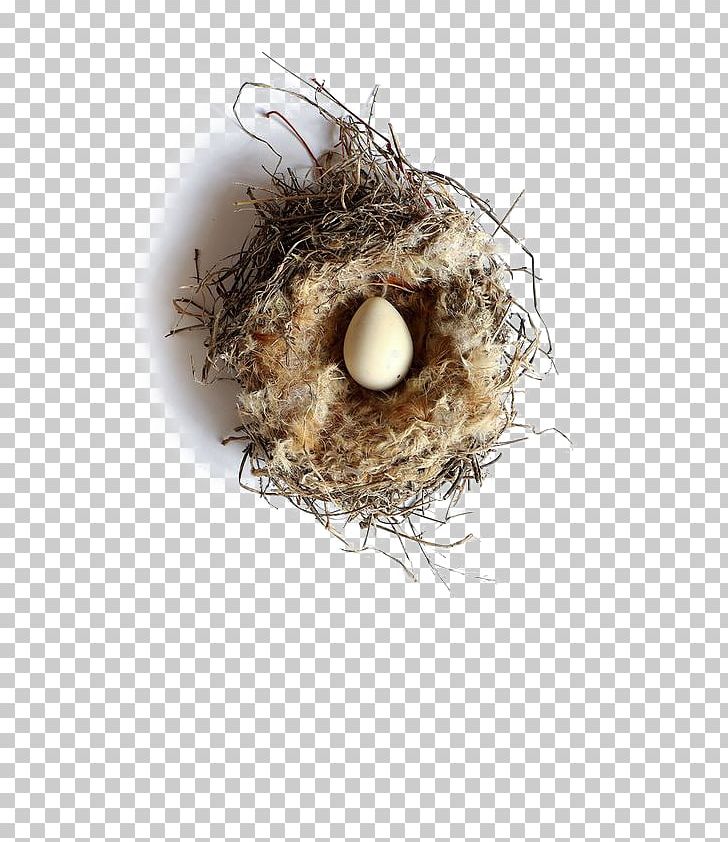 Bird Nest Western Foundation Of Vertebrate Zoology Egg PNG, Clipart, Animals, Bird, Bird Egg, Bird Nest, Brownheaded Cowbird Free PNG Download