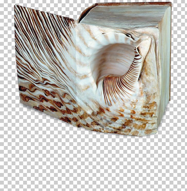 Das Buch: Roman Nautiluses Conchology Seashell Conch Piercing PNG, Clipart, Animals, Conch, Conchology, Conch Piercing, Nautilida Free PNG Download