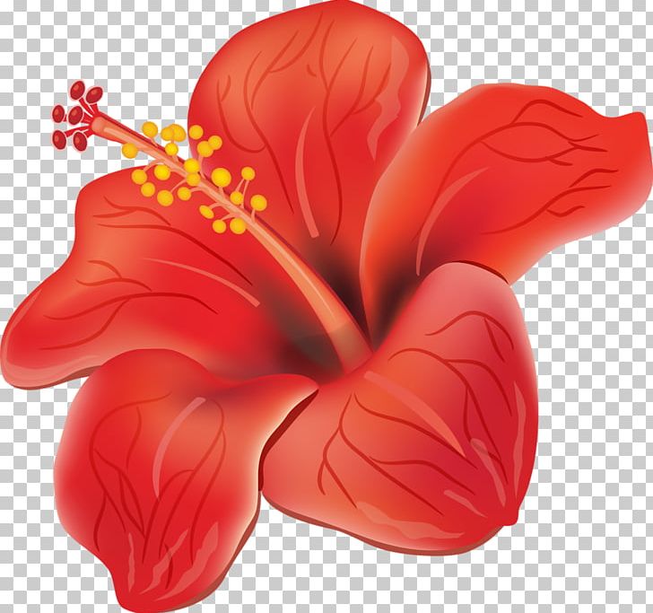 Flower Hibiscus PNG, Clipart, Clip Art, Cut Flowers, Download, Flower, Flowering Plant Free PNG Download
