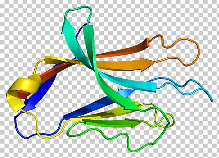 NCR2 Protein Gene Receptor Human PNG, Clipart, Area, Artwork, Cytotoxicity, Dna, Gene Free PNG Download