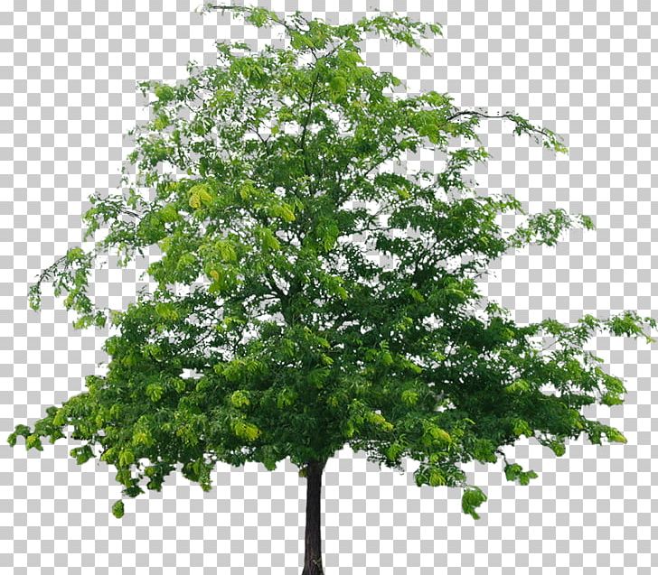 Tree European Aspen PNG, Clipart, Aspen Tree, Branch, Directory, European Aspen, Image File Formats Free PNG Download