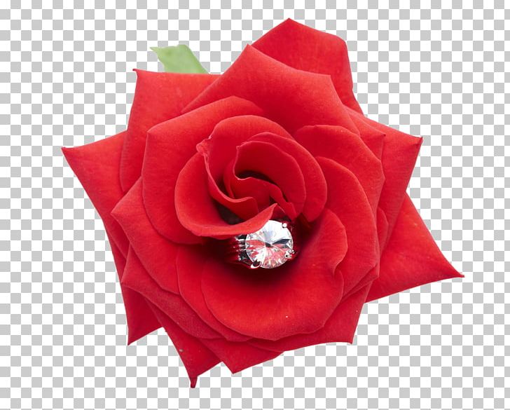 Garden Roses Beach Rose Red Web Template PNG, Clipart, Cut Flowers, Day, Diamond, Diamond Ring, Download Free PNG Download