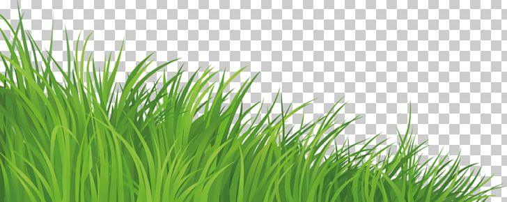 Lawn PNG, Clipart, Art Green, Background Green, Chrysopogon Zizanioides, Clip Art, Commodity Free PNG Download