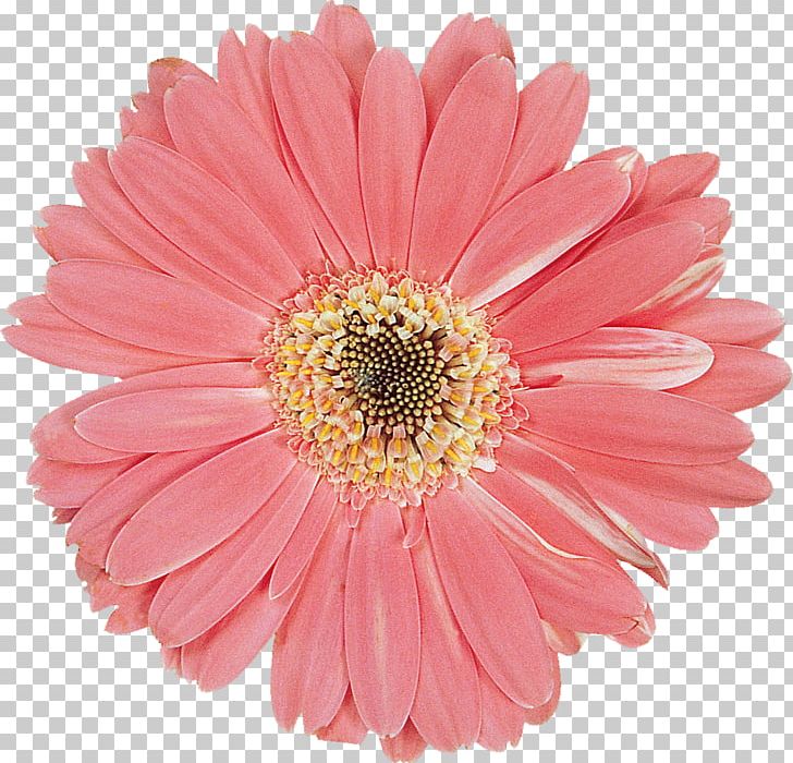 Transvaal Daisy Cut Flowers Daisy Family Flower Bouquet PNG, Clipart, Annual Plant, Aster, Chrysanthemum, Chrysanths, Color Free PNG Download