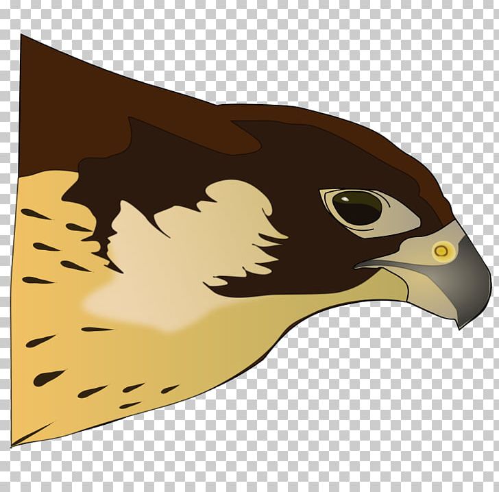 Bird Of Prey Hawk PNG, Clipart, Beak, Bird, Bird Of Prey, Carnivoran, Drawing Free PNG Download